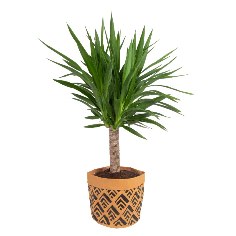 Costa Farms Live Yucca Low Maintenance Plant in Washable Paper Planter | Wayfair North America