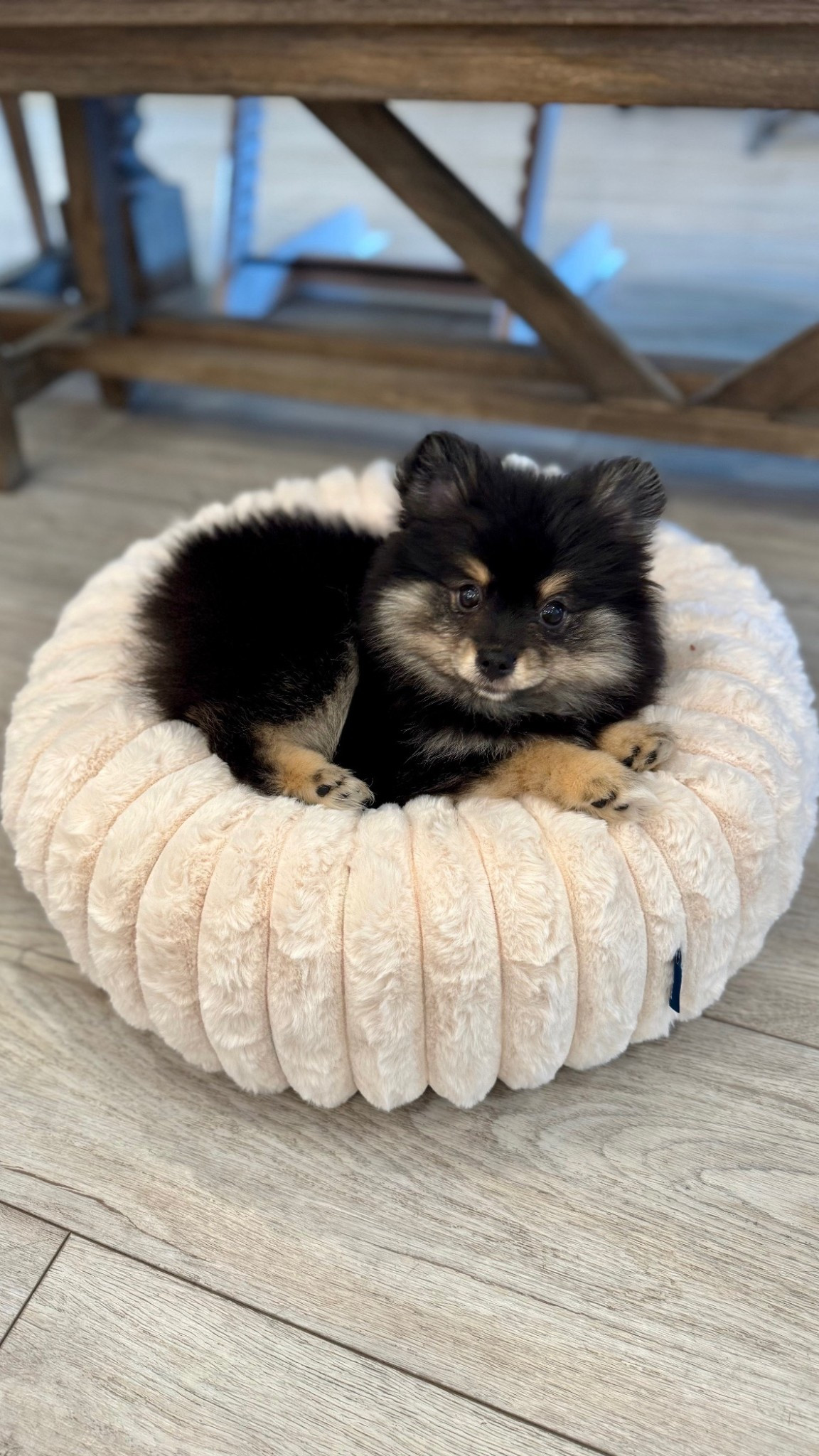 Introducing Coco!! Our newest member. 