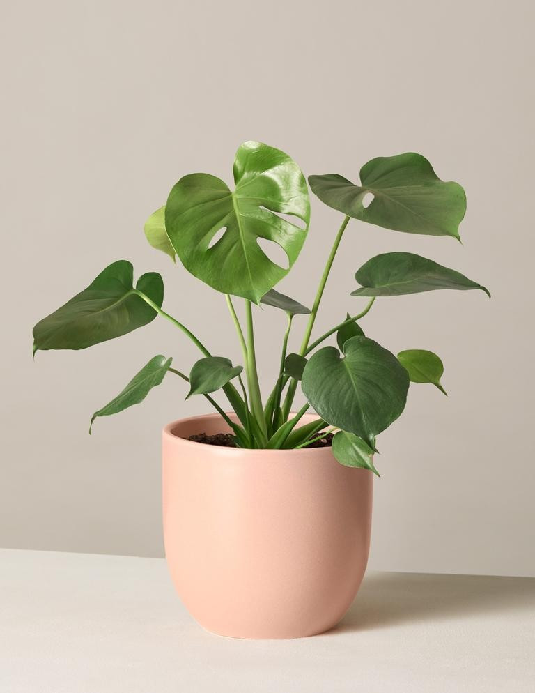 Monstera Deliciosa | The Sill