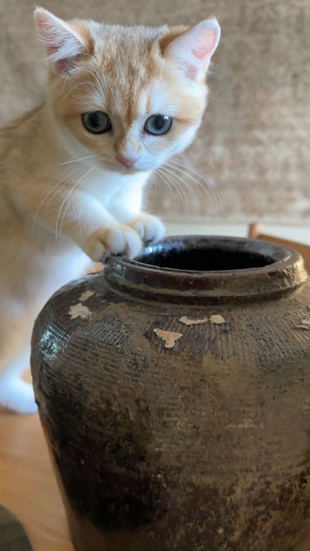 my beautiful new vessels finally arrived. baby kitty is so interested 

vintage vases
antique vases
rice jars
vessels
amber interiors 

#LTKfindsunder100 #LTKhome