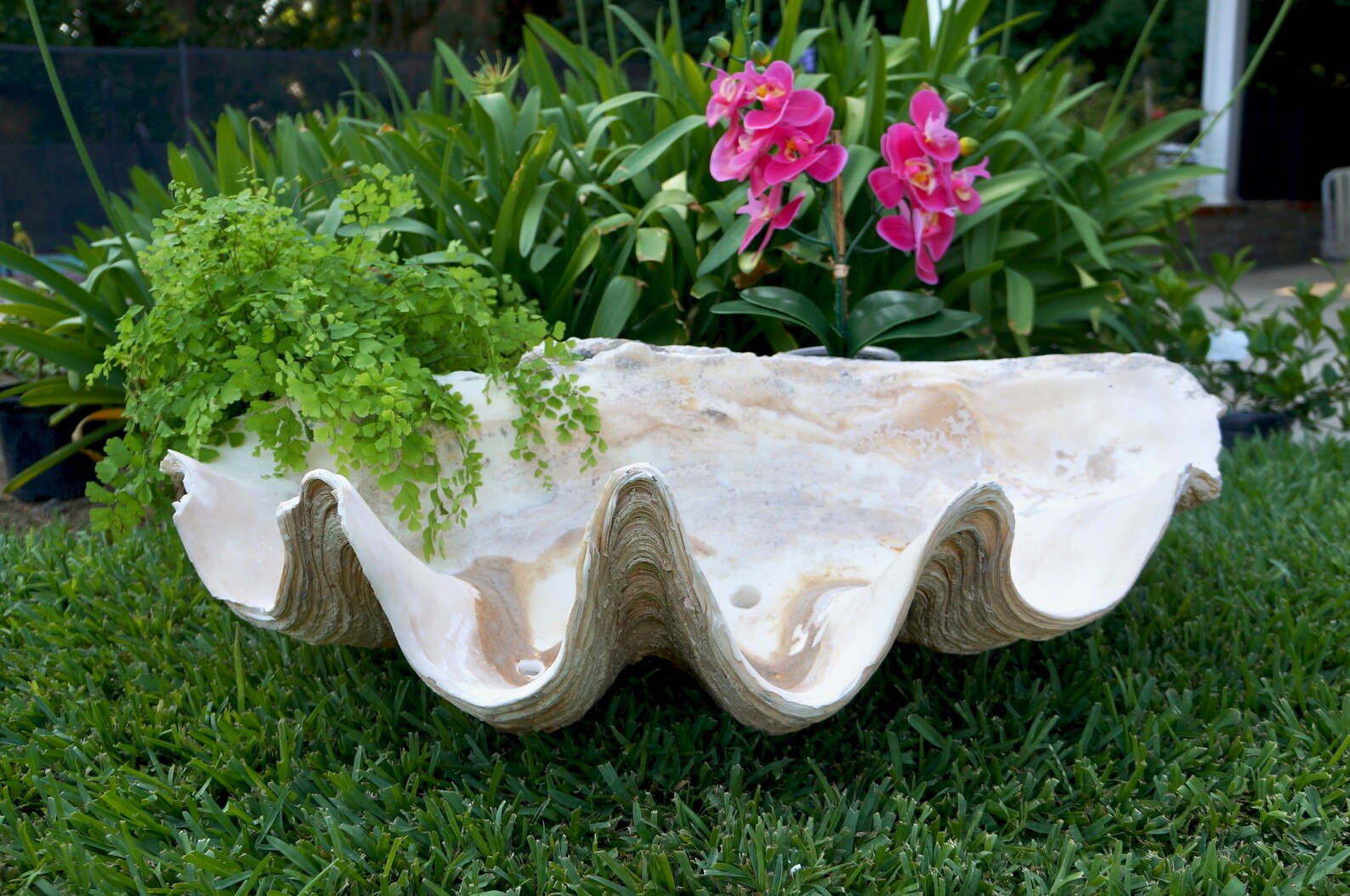 Old Vintage TRIDACNA GIGAS Huge CLAM Shell / Garden Art / Beach Coastal Nautical Sea Shell - Etsy | Etsy (US)