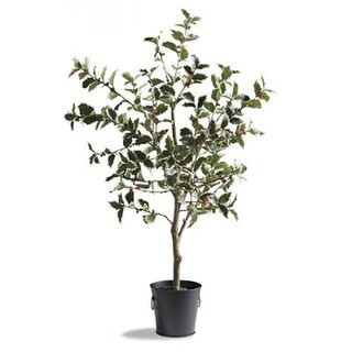 Outdoor Variegated 53' Holly Leaf and Berry Tree | Frontgate | Frontgate