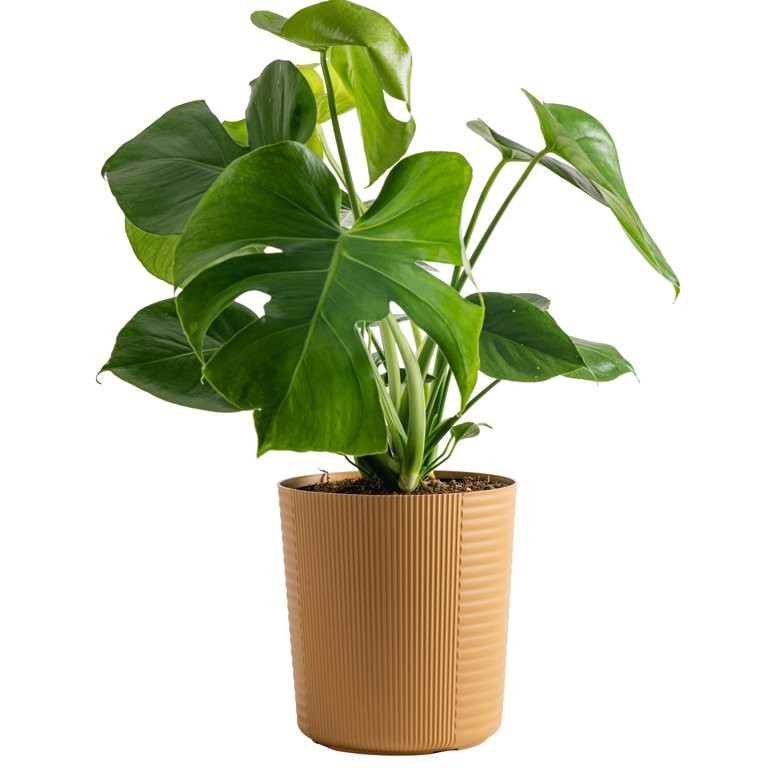 Costa Farms Plants with Benefits Live Plant 24in Tall Green Monstera in 9.25in Decor Pot | Walmart (US)