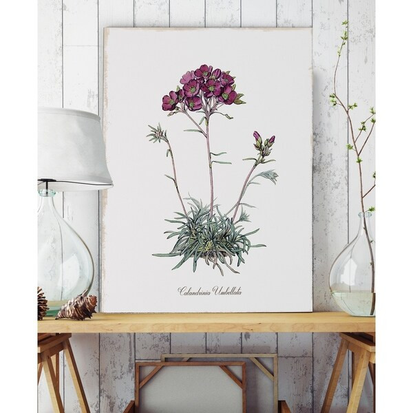 Botanical Calandrinia - Premium Gallery Wrapped Canvas | Bed Bath & Beyond