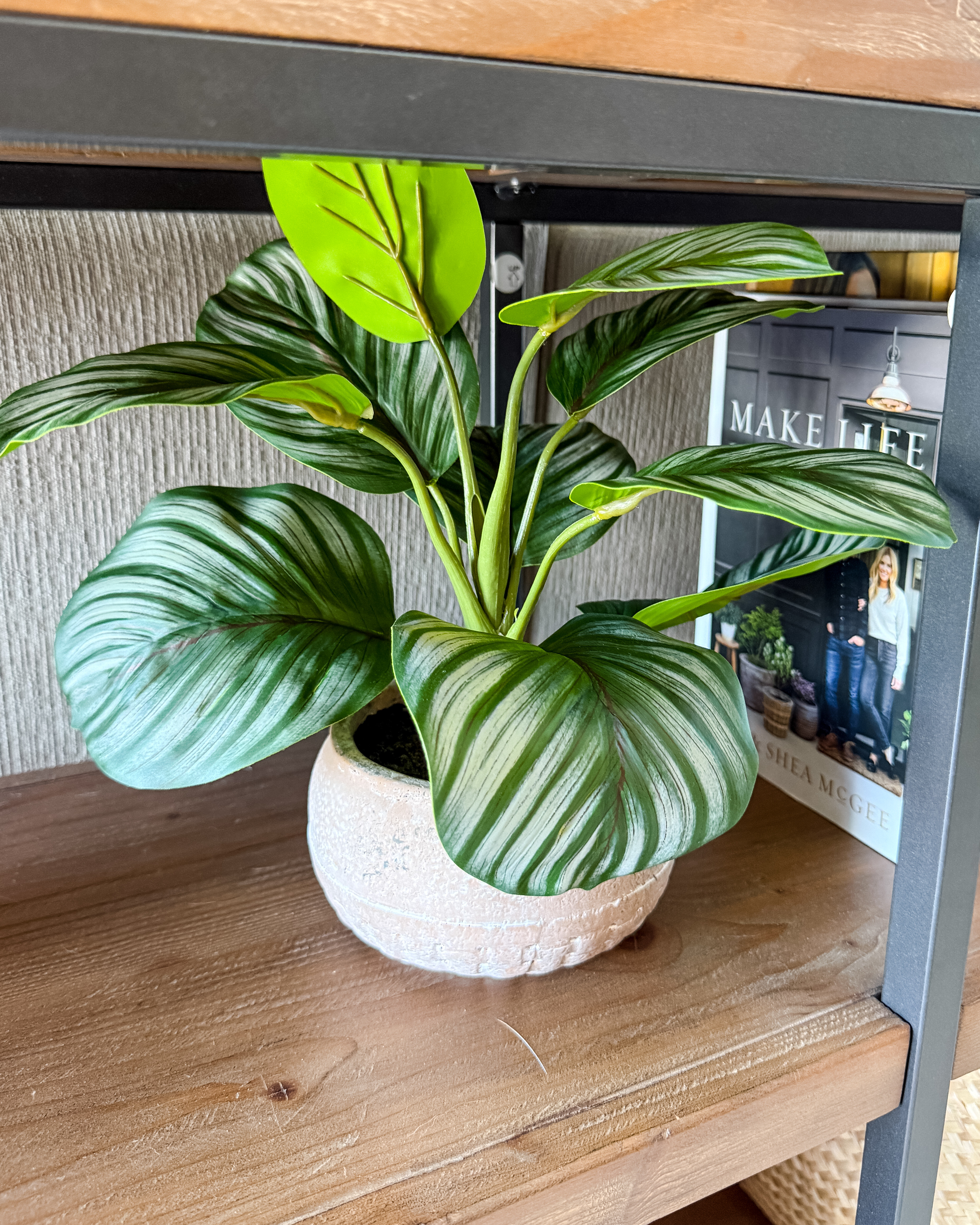 Small plant for bookcase under $15  

 #LTKHome