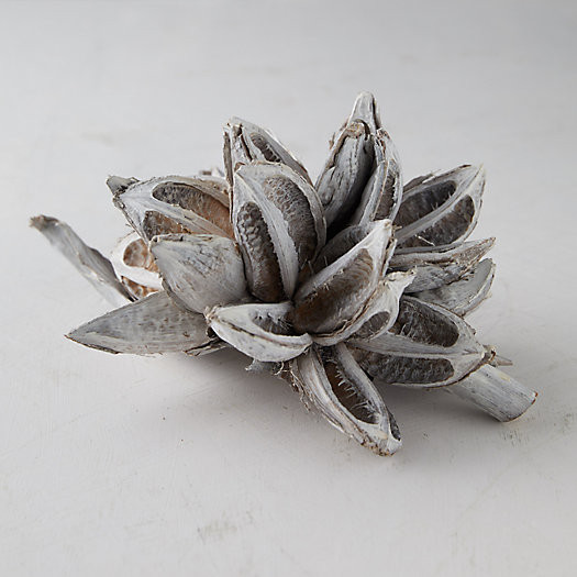 Dried Star Pod | Terrain