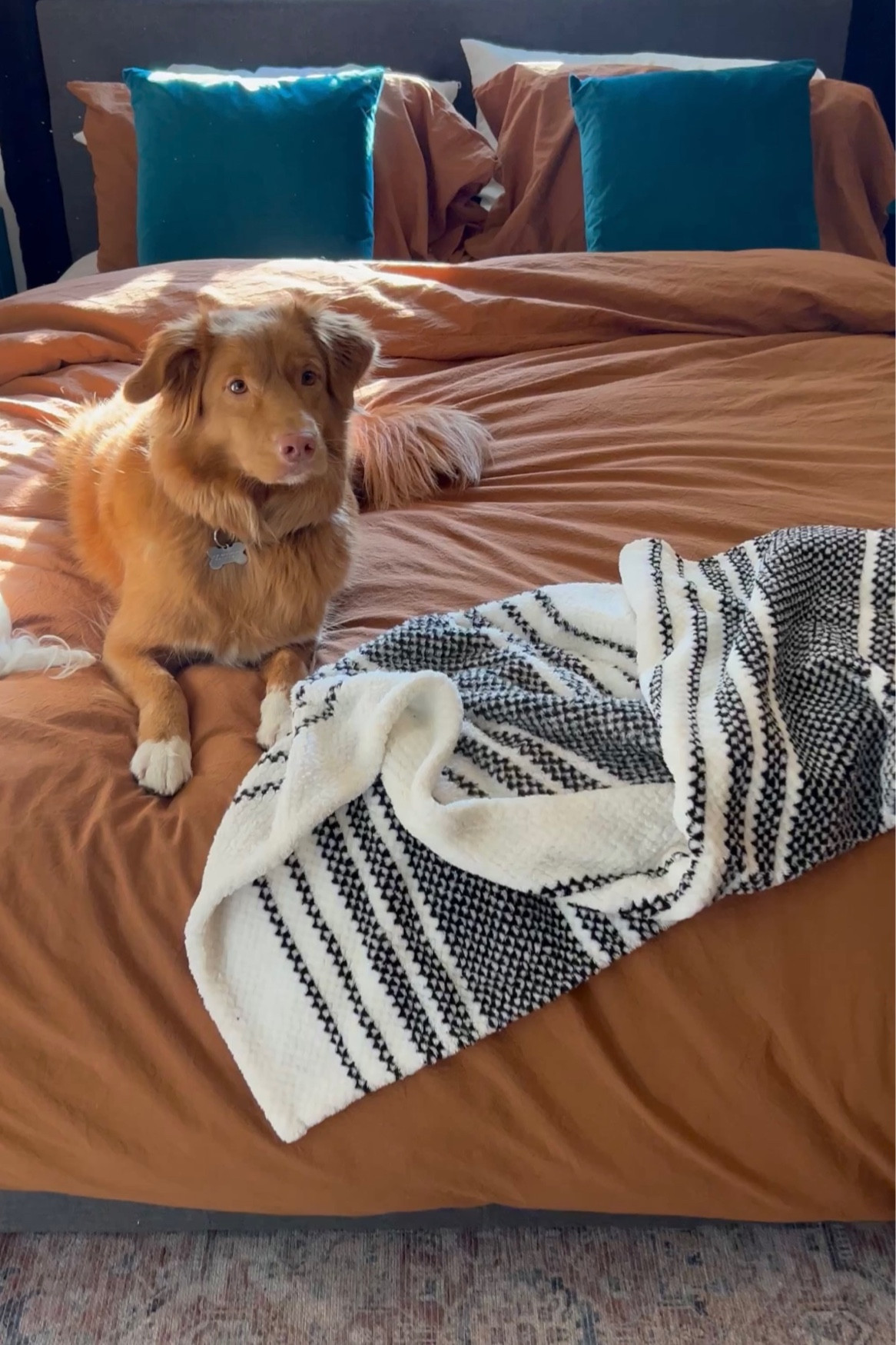 Bedding
My favorite bedding! I love this linen duvet cover with a goose feather down comforter. I also love that this duvet cover has a hidden zipper instead of buttons. So cozy! 


#LTKfindsunder100 #LTKhome
