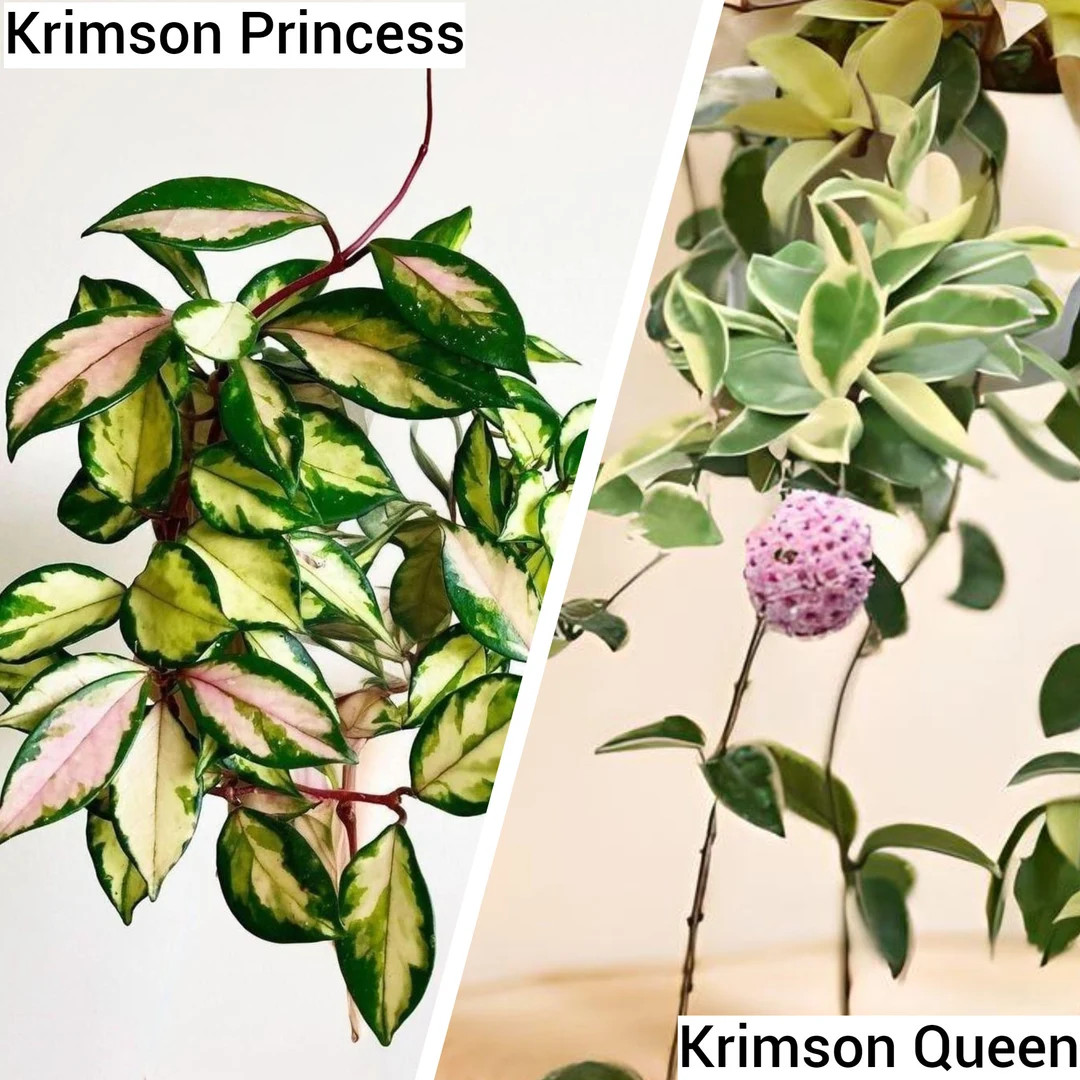 Hoya Krimson Princess & Hoya Krimson Queen 2 Indoor House Plants Great Prices Easy Care Pet Frien... | Etsy (US)