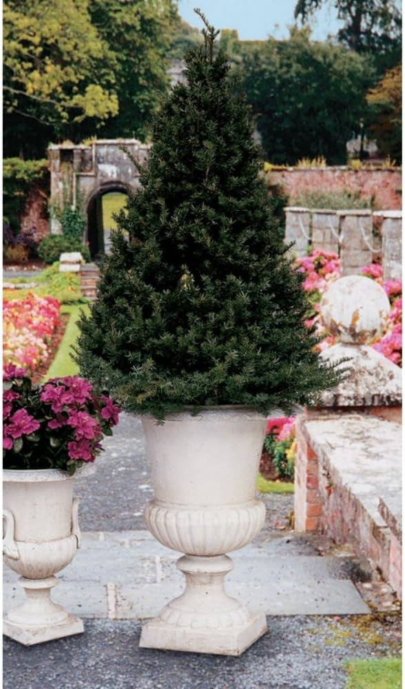 Design Toscano Chateau Elaine Authentic Iron Urn - Large | Amazon (US)