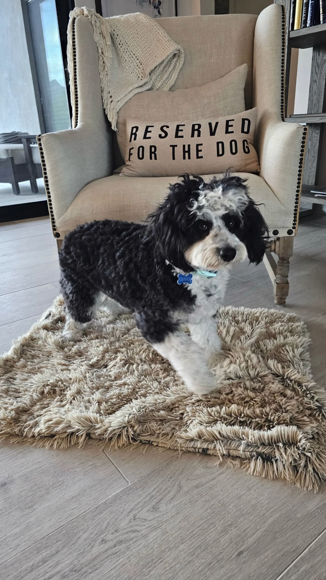 Oliver loves his plush throw blanket! This doggie blanket is soft and lightweight, and it comes in different colors and sizes.  I bought it in the 30 x 40, but the larger size may have been a better choice. However, Oliver loves it, and doesn’t seem bothered!