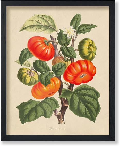 Poster Master Vintage Tomato Print - Retro Botanical Poster - Fruit Art - Garden Wall Design - Gi... | Amazon (US)