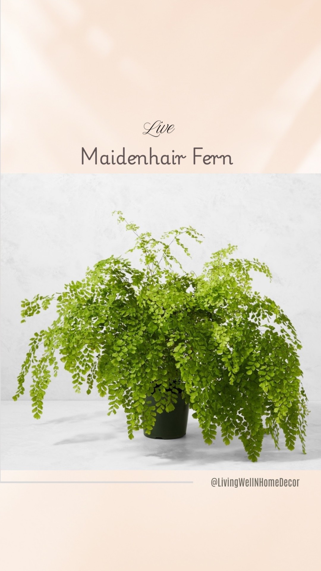 One of the most beautiful native ferns; bright green fronds open atop contrasting, fine black stems; a striking indoor accent plant; loves water, humidity and moist soil; likes bright diffused light, and does not do well in direct sun or deep shade
Ferns can be labors of love, but they are so pretty! 
Live plant; 18"

#LTKHome #LTKFamily #LTKFindsUnder50