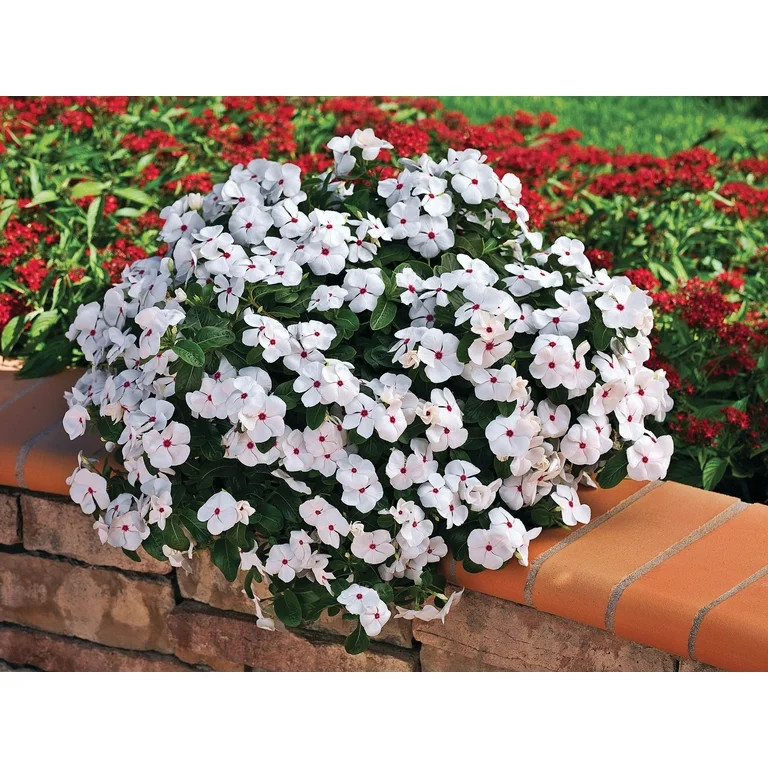 Expert Gardener 4 Pack Vinca Polka Dot Live Annual Flower Plant, Partial Sun White with Pink Eye | Walmart (US)
