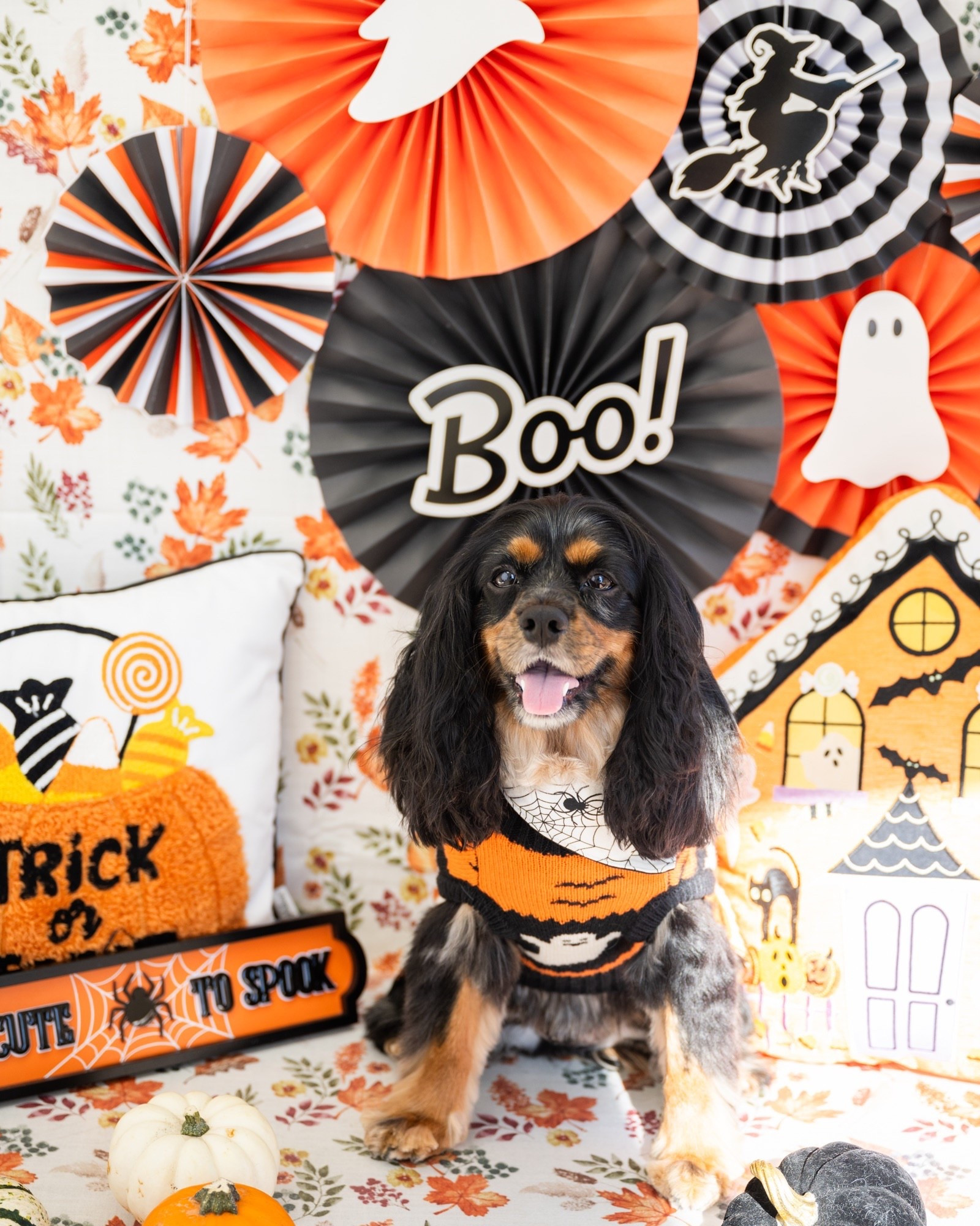 Gino is ready for Halloween! 🎃🐶

#LTKHalloween #LTKFamily #LTKPets