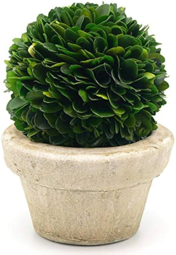 Serene Spaces Living Preserved Boxwood Ball with Small Pot – Boxwood in Planters, Preserved Pla... | Amazon (US)