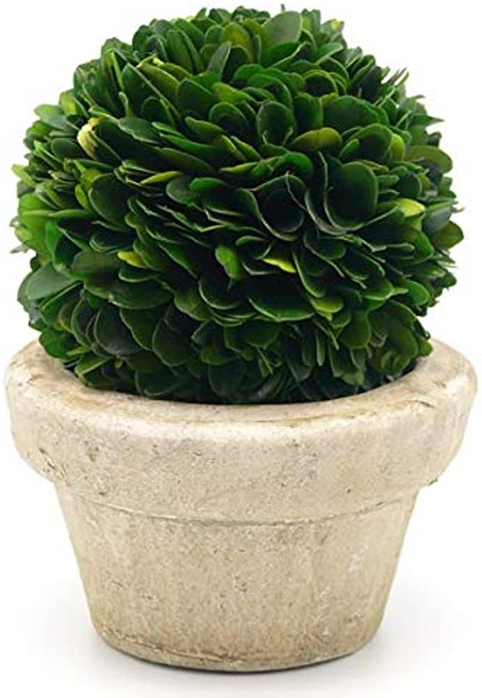Serene Spaces Living Preserved Boxwood Ball with Small Pot – Boxwood in Planters, Preserved Pla... | Amazon (US)
