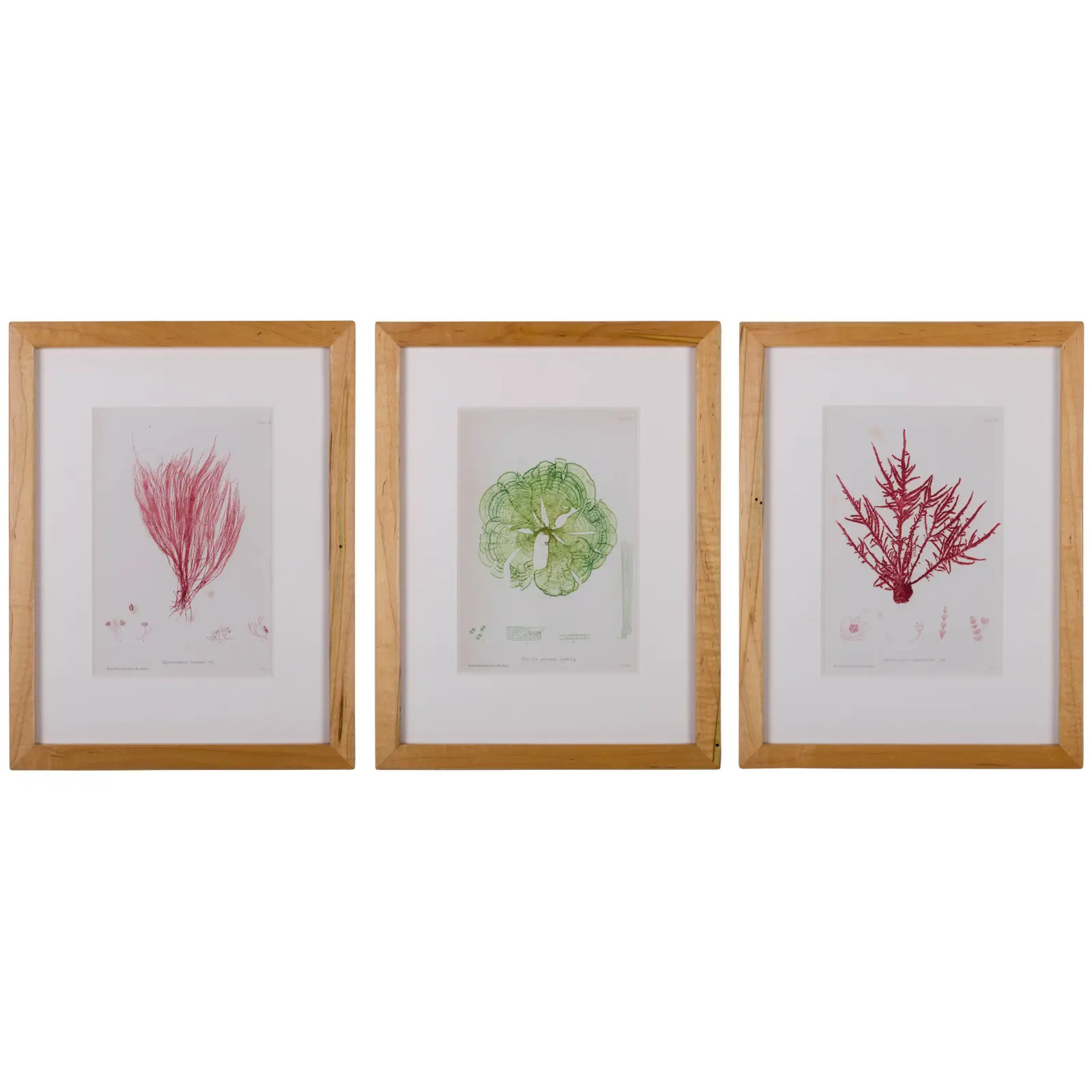 Bradbury Seaweed Prints in Hand-Crafted Frames - Set of 3 | Chairish