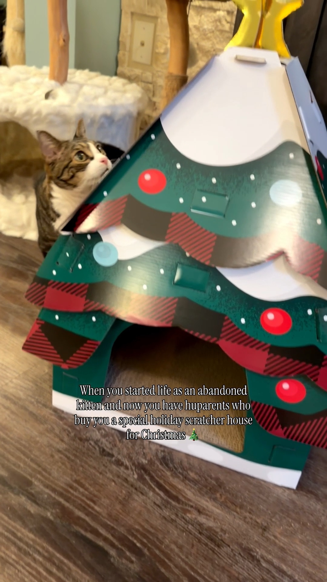 When you started life as an abandoned kitten and now you have huparents who buy you a special holiday scratcher house for Christmas 🎄 

#LTKHoliday #LTKstorytime #LTKHome