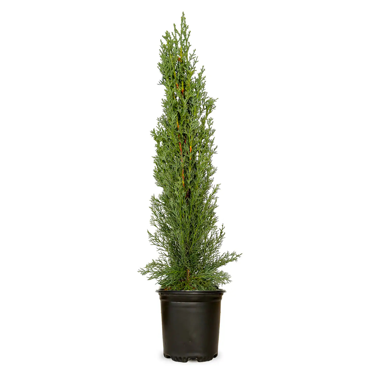 Lowe's 2.5 -Quart Screening Evergreen Italian Cypress In pot (with soil) | 1240Q-1 | Lowe's