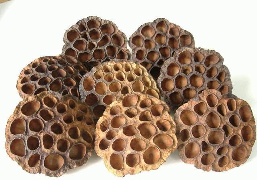 Dried Brown Lotus Pods - Approx. 8 Large Pods | Amazon (US)