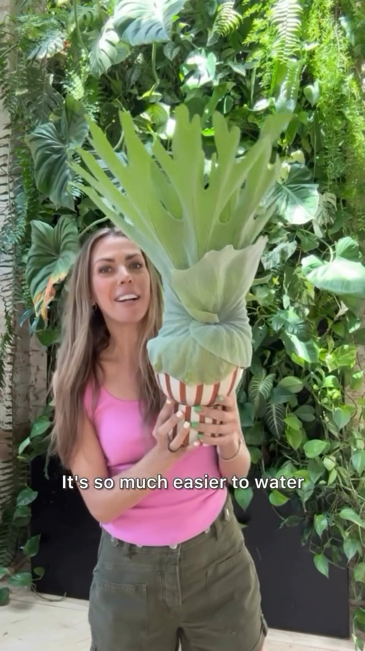 My striped planter is Justina Blakeney from Jungalow. You can also find Justina Blakeney planters at Nordstrom. 

#LTKhome #LTKstyletip #LTKSeasonal