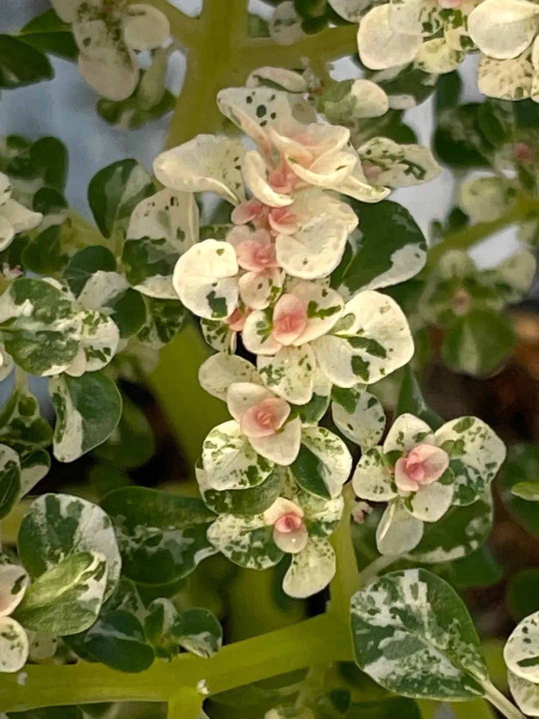 The Tricolor Artillery Fern (Pteris cretica ‘Tricolor’) is a vibrant, eye-catching addition to any plant collection. Its fronds display a stunning mix of green, white, and soft pink, bringing texture and color to indoor spaces or shaded gardens. Perfect for low-light corners, this ornamental fern adds elegance and life wherever it’s placed. Don’t forget a heat pack in winter to keep your plant cozy during shipping!
#LTKhome #LTKfinds #TricolorFern #Houseplants #IndoorPlants #VariegatedFoliage #PlantLovers #EtsyFinds #OrnamentalPlants

#LTKFindsUnder50 #LTKHome #LTKSeasonal