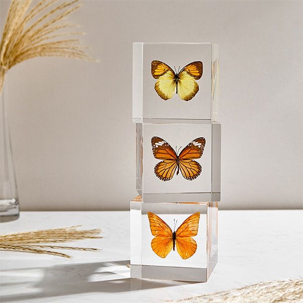 Butterfly Specimen Home Decor - Acrylic - 3 Patterns | Apollo Box