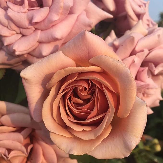 Heirloom Roses Rose Bush - The Koko Loko Floribunda Plant, Live Plants for Outdoors, Own Root Ros... | Amazon (US)