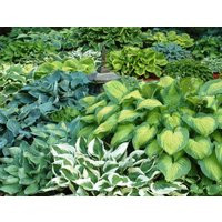 Hosta 7 Pack Loves Shade. Super Easy To Grow. Cool. Ready For Spring Planting | Etsy (US)