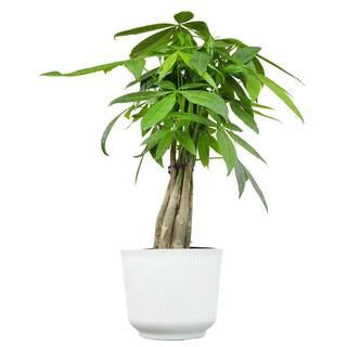 Money Tree Houseplant (Approximately 20 in. Tall) Pet-Friendly Plant Gift in White Decorative Pot | The Home Depot