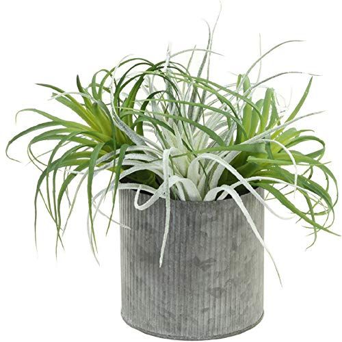 Koyal Wholesale Artificial Air Plants Pack of 4, Assorted Colors Variety, 10-Inch Medium Large Bu... | Walmart (US)