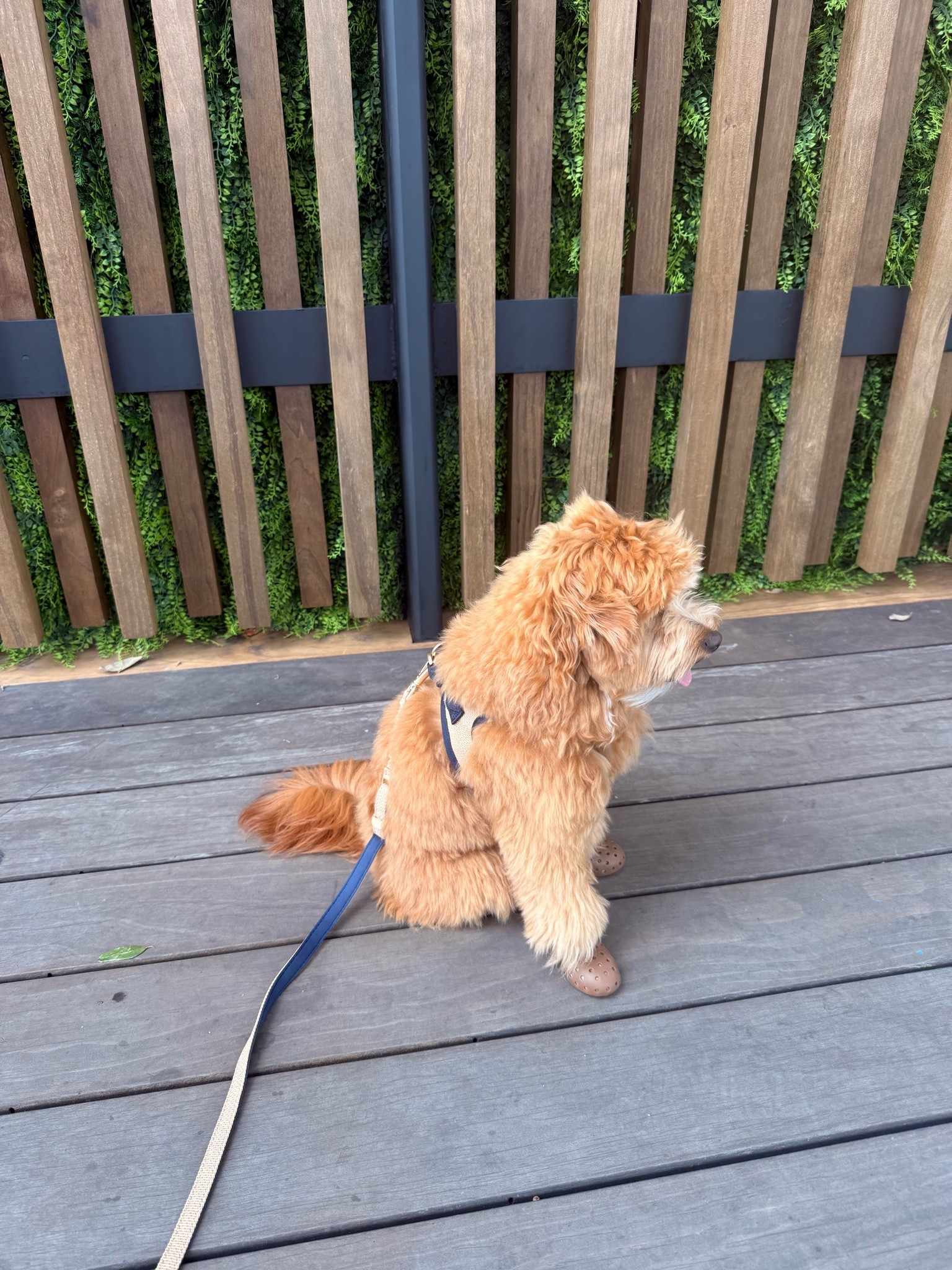 Our favorite harness & leash sets! We found this brand on our own a few mos ago & LOVE! So happy to partner with them to help spread the word! 

@dogistry #sponsored