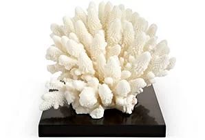 Osprey Finger Coral Sculpture | Wayfair North America