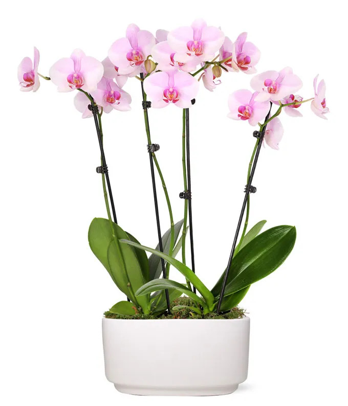 Pure Love Orchid Plant | From You Flowers