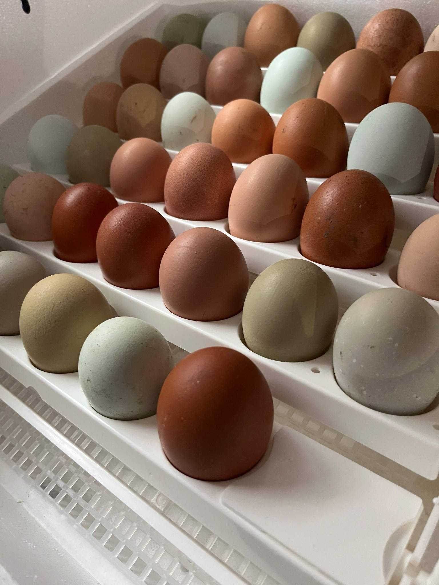 I’m ready for these winter storms to be over and be back to springtime for hatching season!    We just love hatching chicks on the farm.   This incubator might not be the prettiest but it is the easiest to use!  And never fails me.  

#LTKstorytime #LTKdayinmylife