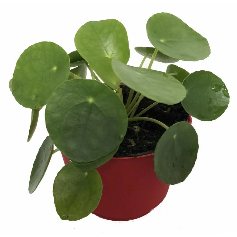 Chinese Money Plant - Pass It On Plant - UFO Plant - Pilea peperomioides -4" Pot - Walmart.com | Walmart (US)