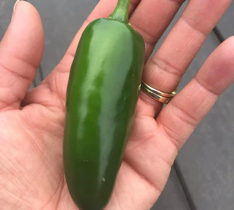 Jalapeno Pepper Seeds | Etsy (US)