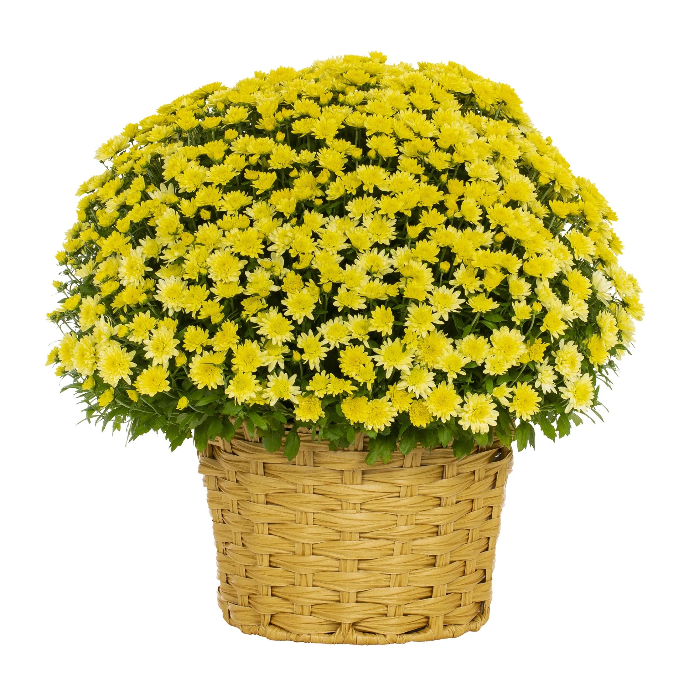 Better Homes & Gardens 2.5G Yellow Garden Chrysanthemum Plant Decorative Basket Sun | Walmart (US)