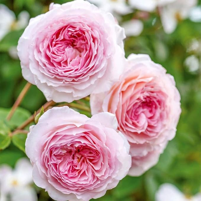 Heirloom English Climbing Roses, Live Own Root Plant for Outdoor Garden, James Galway®, Moderate... | Amazon (US)