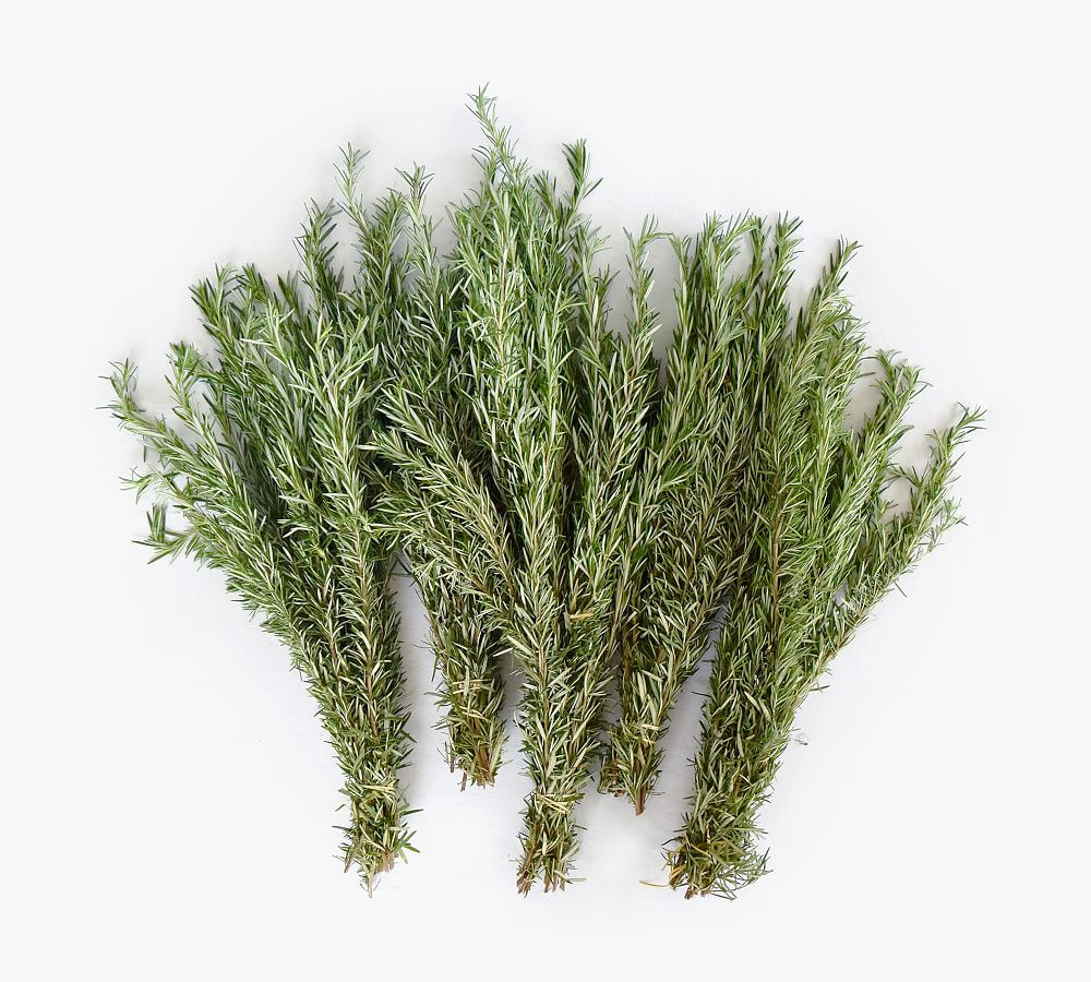 Live Rosemary Bunches | Pottery Barn (US)