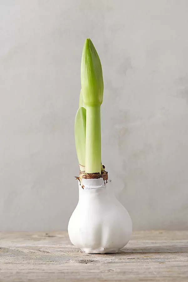 Waxed Amaryllis Bulb | Anthropologie (US)