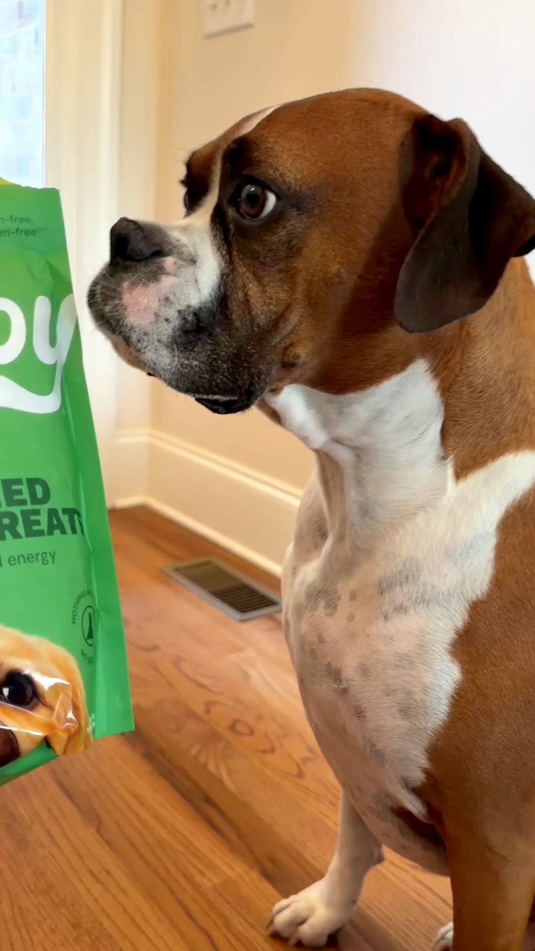 Bruno loves his new Get Joy Freeze Dried raw heart treats! They help support heart function and energy!

They’re grain free and gluten free.

You can use them as a treat or meal topper.

#LTKHome #LTKmorningroutine #LTKdayinmylife