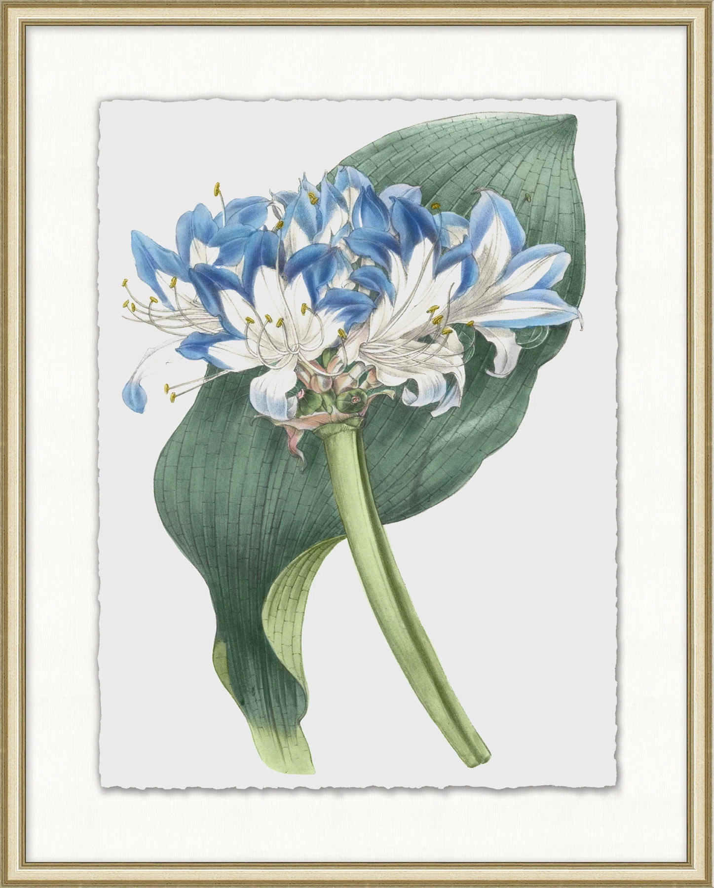 Floral Study 11 Print | Perigold