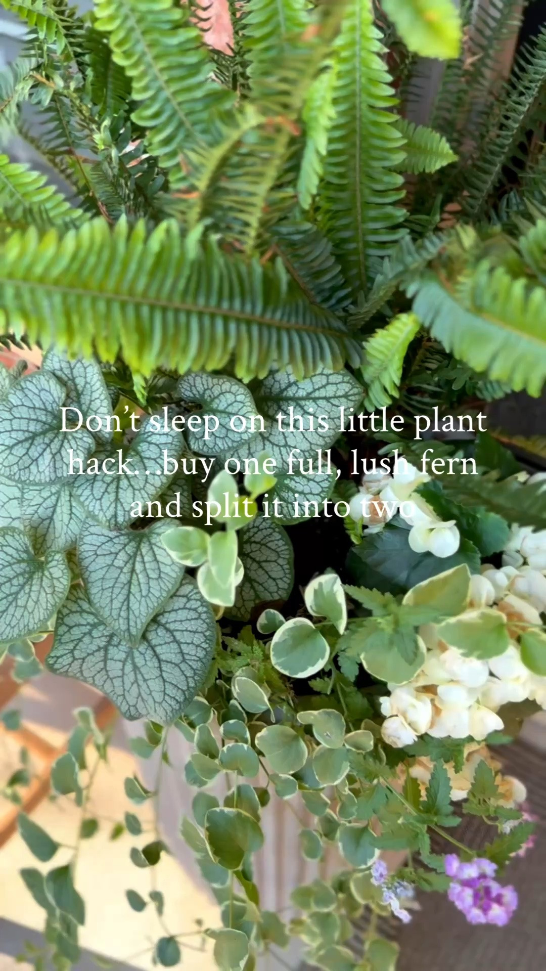 My planters are on sale and l’ve also linked some dupes.

🪴Same look, double the impact, half the price.
Your porch can feel full, fresh, and styled for spring without overspending!

The 🌱plants I used...
💚Kimberly queen fern
🤍White begonias
💜Purple trailing lantana- does best in full sun but did grow in shade
🤍Hydrangea
💚Jack Frost Heartleaf Brunnera
💚Vinca Vine Variegated

#LTKSeasonal #LTKHome #LTKSaleAlert
