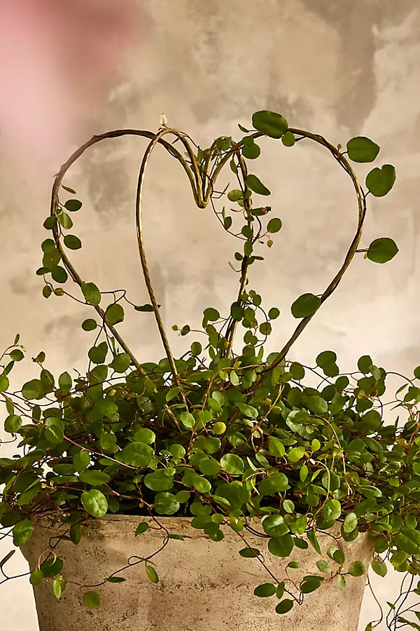 Brass Heart Sphere Plant Support | Anthropologie (US)