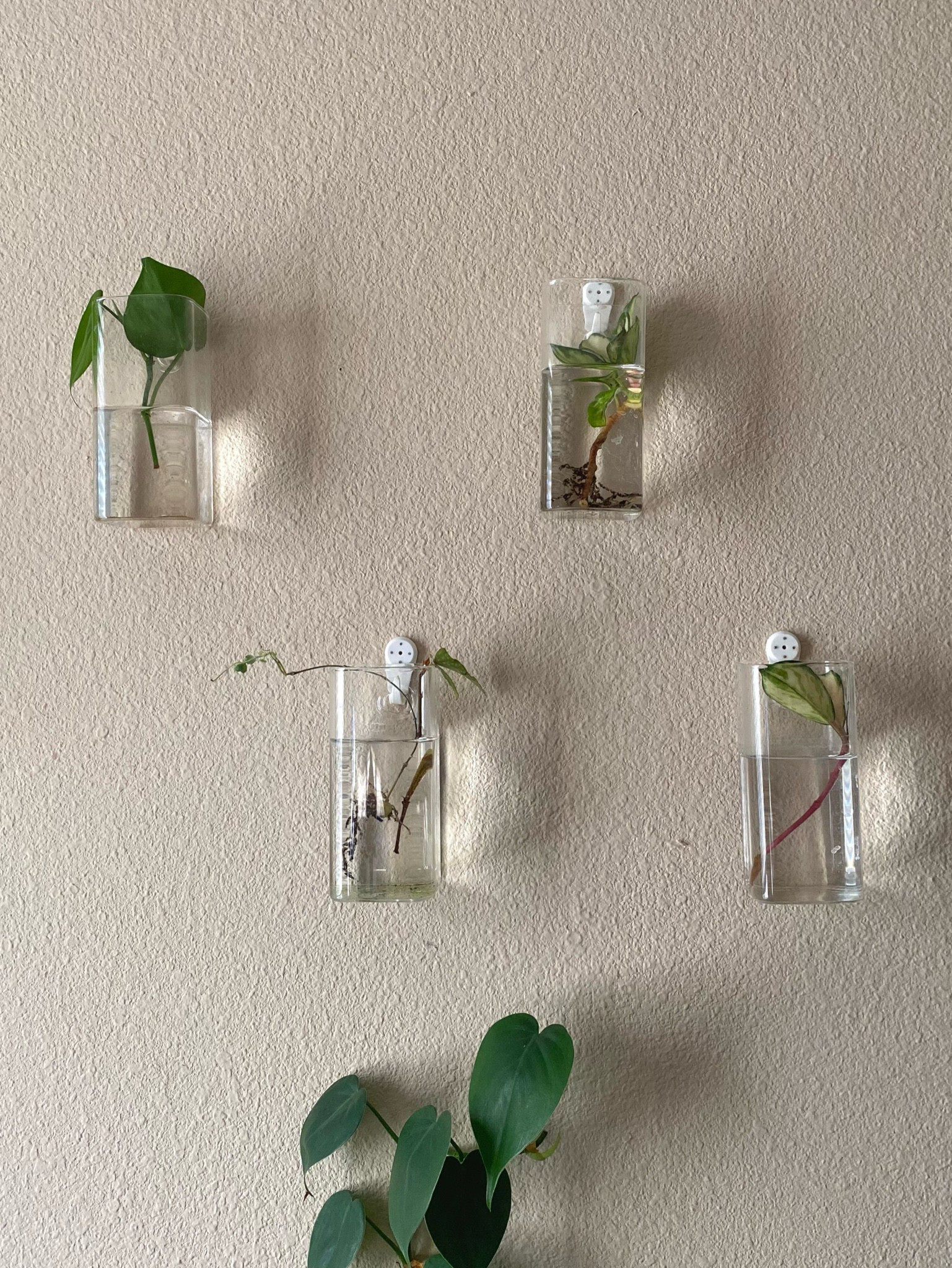 Plant Propagation tubes 

#LTKunder50 #LTKhome