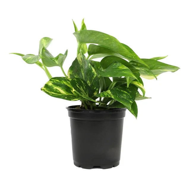 Expert Gardener Live Plant Golden Pothos in 6in Pot | Walmart (US)