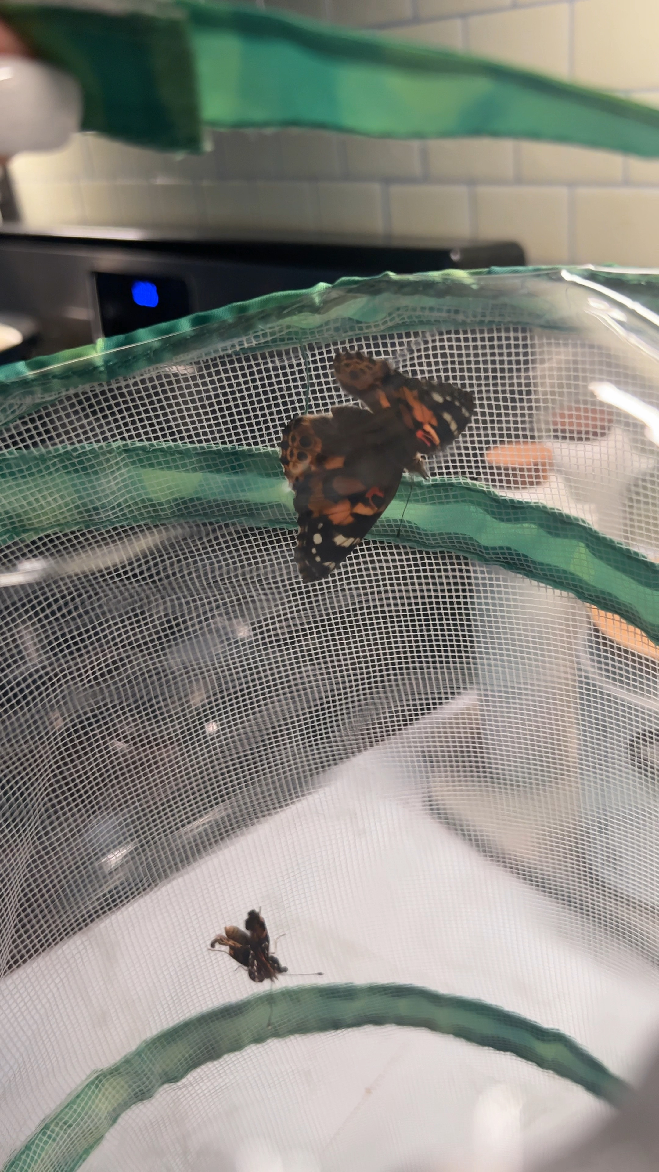 Last Spring I bought live caterpillars and we watched them grow for weeks until they became butterflies 🦋  The kids and I enjoyed this so much!!! We released them when they were all ready and it was such a beautiful experience ❤️ Linking the kits I got last year and the one I have on the way for us now 😄 we did 5 last spring, doing more this time🌺🦋

#LTKSeasonal #LTKFamily #LTKKids