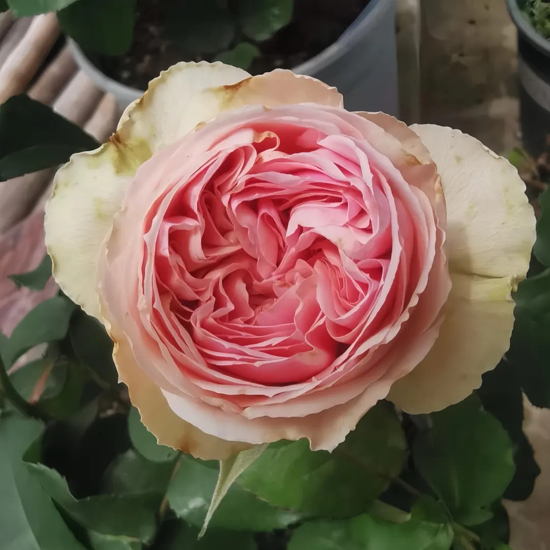 Rose senlistu /Melody 旋律 | Etsy (US)