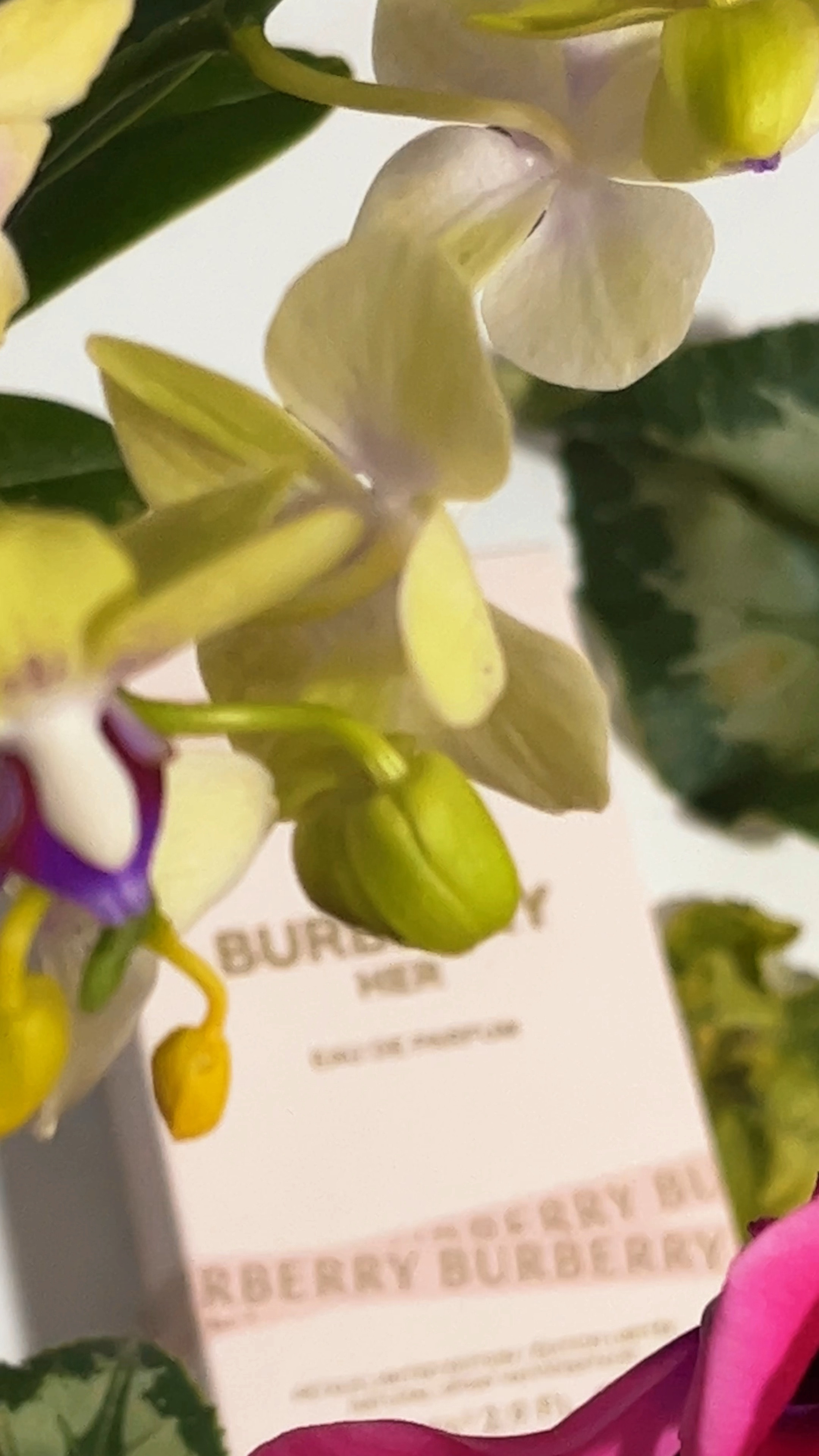 perfeito pra quem quer ter cheirinho de morango 🍓 

#LTKbrasil #LTKgiftguide #LTKbeauty